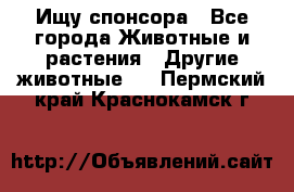 Ищу спонсора - Все города Животные и растения » Другие животные   . Пермский край,Краснокамск г.